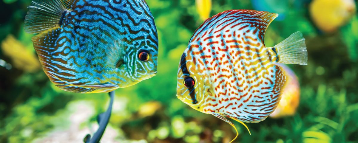 Serwis Akwarystyczny Informacje o rybach i roślinach akwariowych Zakładanie akwarium słodkowodnego
