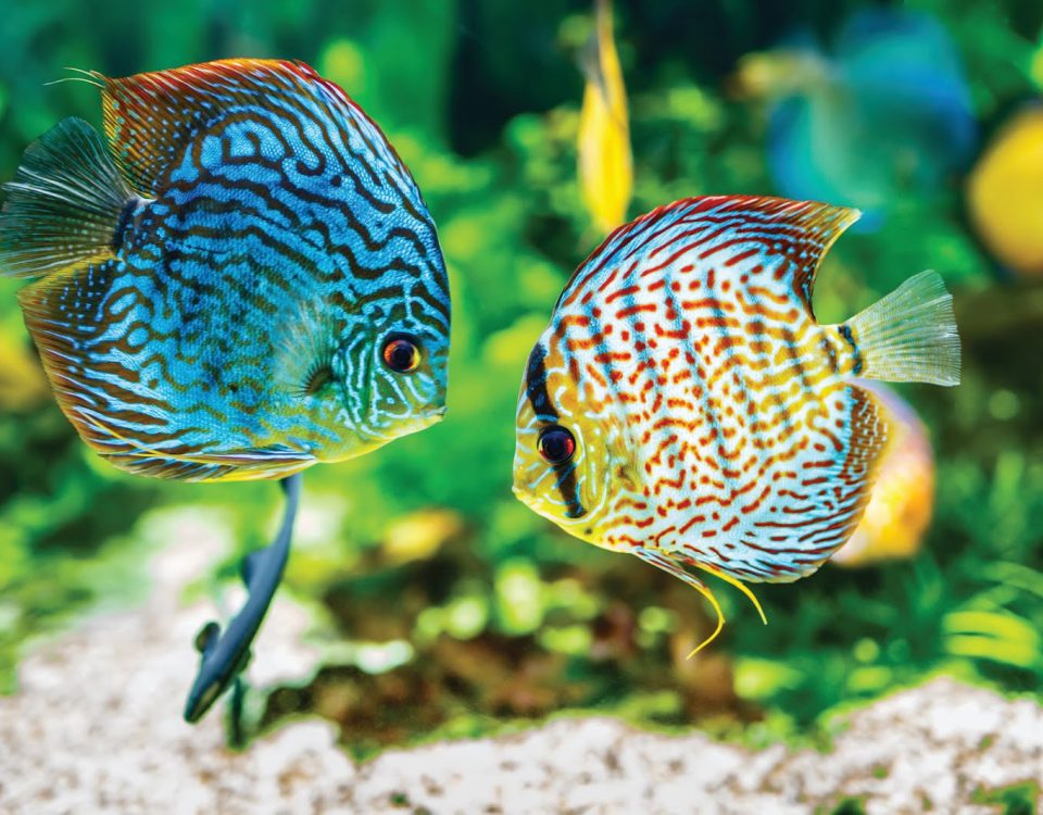 Serwis Akwarystyczny Informacje o rybach i roślinach akwariowych Zakładanie akwarium słodkowodnego